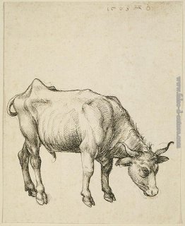 Giovane Steer Giovane Steer