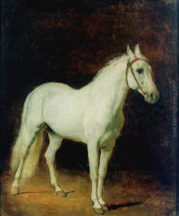 Cavallo bianco. Studio. Cavallo bianco. Studio.