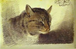 Testa di un gatto Testa di un gatto