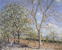 Alberi in fiore Alberi in fiore