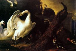 Cigni e pavoni Cigni e pavoni