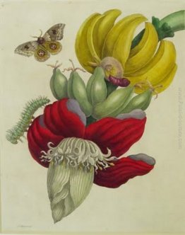 Infiorescenza di Banana Infiorescenza di Banana