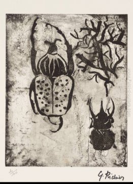 Coleotteri Coleotteri