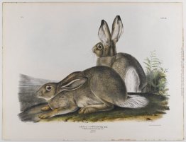 Townsend Rocky Mountain Hare Townsend Rocky Mountain Hare
