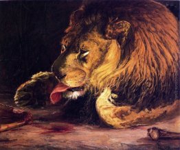 Leone lecca la zampa Leone lecca la zampa