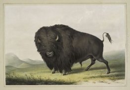 Buffalo Bull pascolo Buffalo Bull pascolo