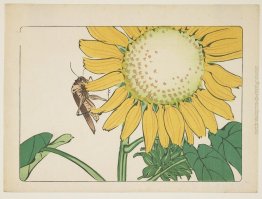 Grasshopper e girasole Grasshopper e girasole