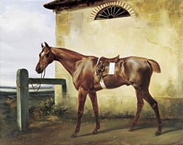 Un cavallo di razza sellato Legato a un recinto Un cavallo di razza sellato Legato a un recinto