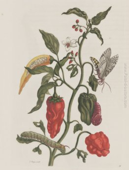 Metamorfosi Insectorum Surinamensiam Metamorfosi Insectorum Surinamensiam