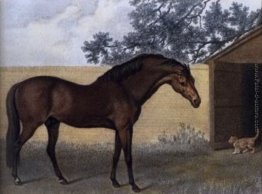Godolphin Arabian Godolphin Arabian