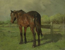 Paard Paard