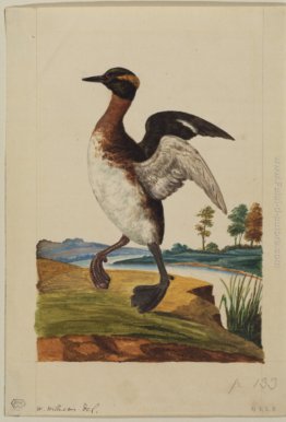 Acqua-uccello in bilico da un fiume Acqua-uccello in bilico da un fiume