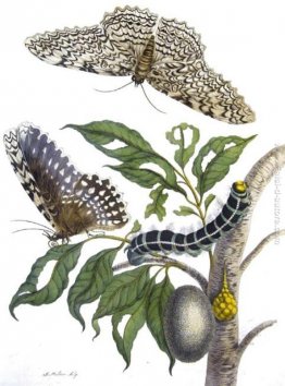 dalle Metamorfosi Insectorum Surinamensium, Piatto XX. (Thysania dalle Metamorfosi Insectorum Surinamensium, Piatto XX. (Thysania