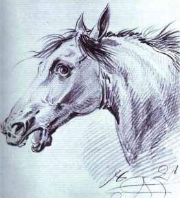 Testa di cavallo Testa di cavallo