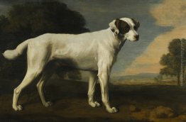 White Dog del visconte Gormanston White Dog del visconte Gormanston