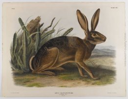California Hare California Hare