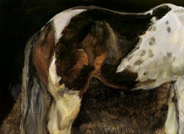 Skewbald Mare Skewbald Mare