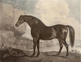 Marske Cavallo Marske Cavallo