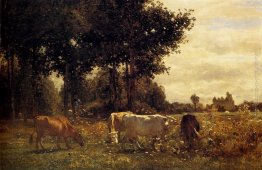 Mucche al pascolo Mucche al pascolo