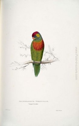 Psitteuteles versicolor Psitteuteles versicolor