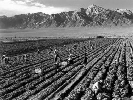 Fattoria, lavoratori agricoli, Mt. Williamson in fondo, Manzanar Fattoria, lavoratori agricoli, Mt. Williamson in fondo, Manzanar