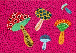 Funghi Funghi