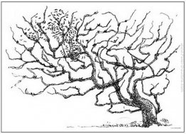Un albero Un albero