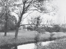 Broken Fall (Organic) Broken Fall (Organic)