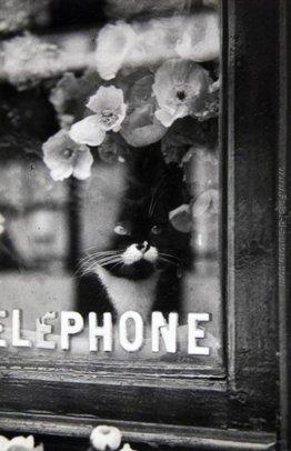 Le Chat du Fleuriste Le Chat du Fleuriste