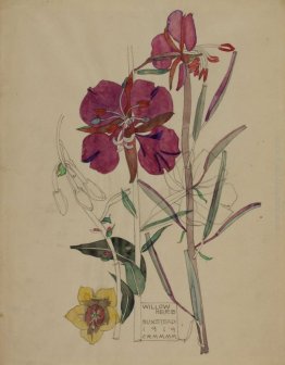 Willow Herb, Buxstead Willow Herb, Buxstead