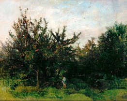 Un frutteto di mele Un frutteto di mele