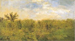 Giovane mais Giovane mais