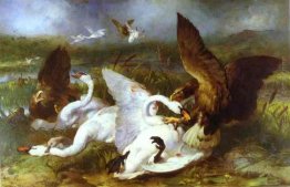 Swannery Invasa dai Eagles Swannery Invasa dai Eagles