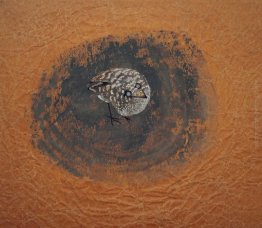 Uccello dello Spirito Uccello dello Spirito