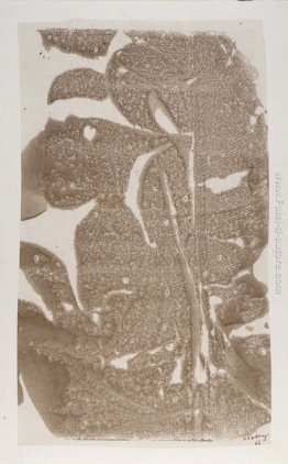 Senza titolo Senza titolo