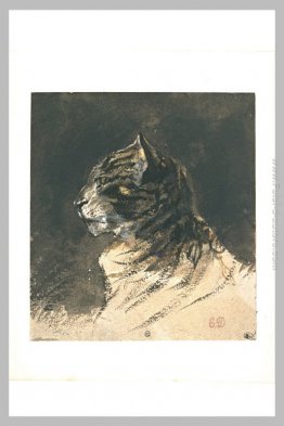 Testa di gatto Testa di gatto