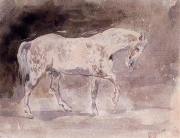 Cavallo Cavallo