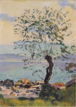 Willow albero in riva al lago Willow albero in riva al lago