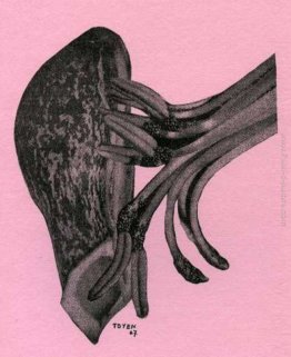 La germinazione La germinazione