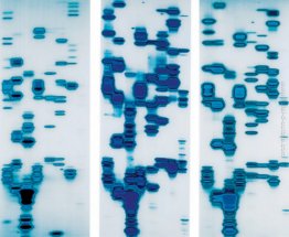 Glenn, Dario, e Tyrone (da Il giardino delle delizie) Glenn, Dario, e Tyrone (da Il giardino delle delizie)