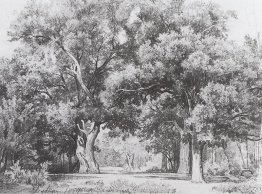 Oaks Oaks