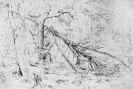 Rotto Birch Rotto Birch