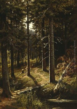 Forest Landscape Forest Landscape