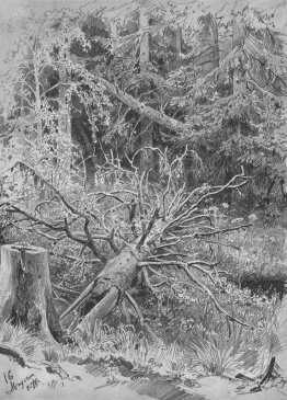 Nella foresta. Albero caduto Nella foresta. Albero caduto