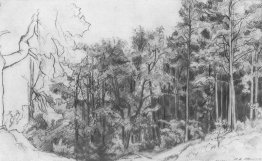Foresta decidua Foresta decidua