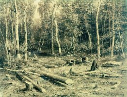 Forest Landscape Forest Landscape