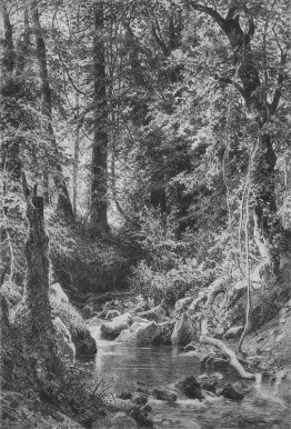 Forest Stream Forest Stream