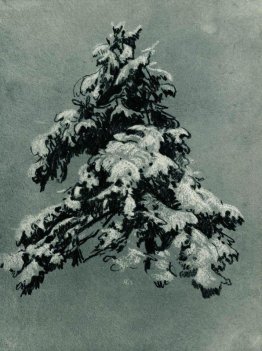 Pino nella neve Pino nella neve