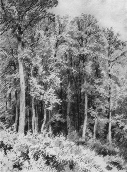 Alberi. Kozlovka-Zaseka Alberi. Kozlovka-Zaseka