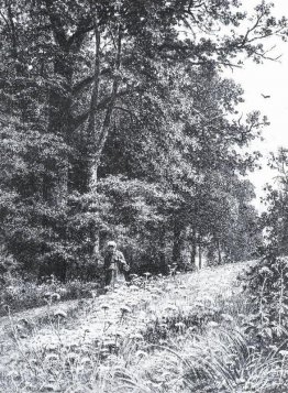 Sulla linea di confine foresta Sulla linea di confine foresta
